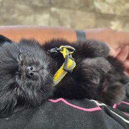 Pomeranian Puppies from Ramos' Pommies