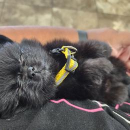 Pomeranian Puppies from Ramos' Pommies