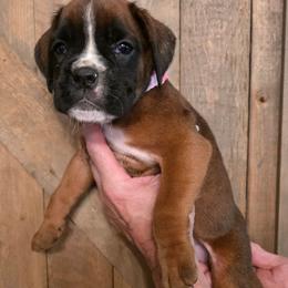 Piper - Fawn female Boxer puppy in Upper Sandusky, Ohio from Cornish Canines