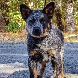 Brandy - Blue female Australian Cattle Dog puppy in Nevada City, California from Reaver Australian Cattle Dogs