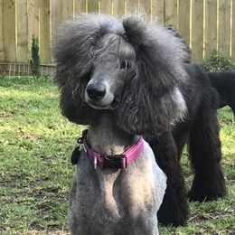 Kacy - Poodle