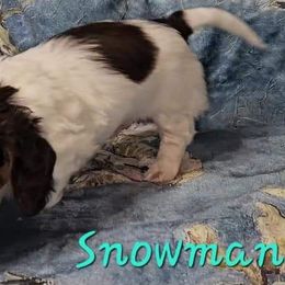 Snowman - Chocolate and tan Dachshund puppy in Conroe, Texas from Brenlyn Kennels