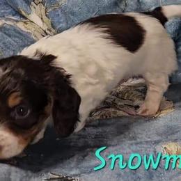 Snowman - Chocolate and tan Dachshund puppy in Conroe, Texas from Brenlyn Kennels