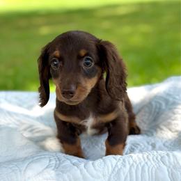 Tommy- 2500 - Piebald male Dachshund puppy in Arab, Alabama from Cantrell’s Dachshund Den