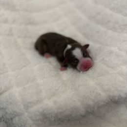 Everest - Red tri male Toy Australian Shepherd puppy in Inola, Oklahoma from Blue Stem Companions