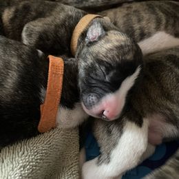 Whippet Puppies from Sara's Whippets