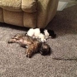 Yorkshire Terriers from Dee's Yorkies