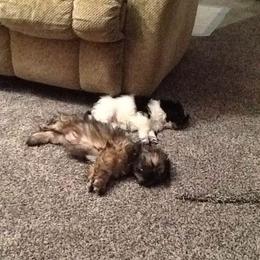 Yorkshire Terriers from Dee's Yorkies