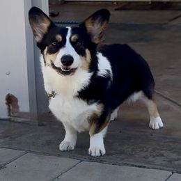 Lexi - Pembroke Welsh Corgi