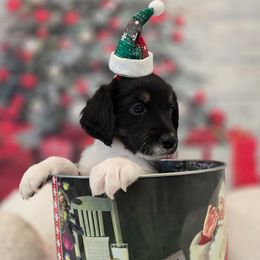 Elvis - Black male Double Doodle puppy in Prescott Valley, Arizona from Ramirez Family Doodles