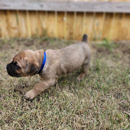 Cane Corso Puppies from Rosalez Kennel