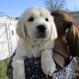 Golden Retriever Puppies from Kansas Prairie Pups