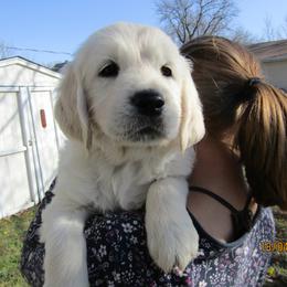 Golden Retriever Puppies from Kansas Prairie Pups