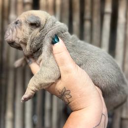 Wallen - Blue dilute male Chinese Shar-Pei puppy in Lehigh Acres, Florida from Florida Wrinkles