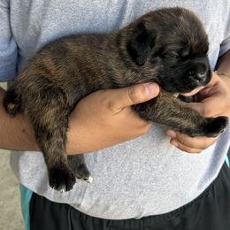 Grizzly Bear- Brindle boy 2 - Chestnut brindle male Cane Corso puppy in Compton, California from Urban League Cane Corso