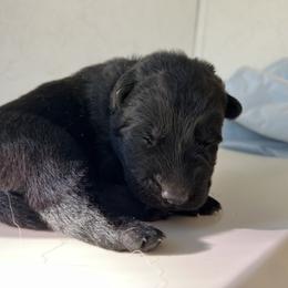 Roux - Black and red female German Shepherd puppy in Winterport, Maine from Vom Stevens Old Fashioned German Shepherds