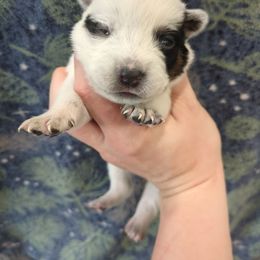 Flannel - Blue speckled male Australian Cattle Dog puppy in Mena, Arkansas from Red Desert Australian Cattle Dogs