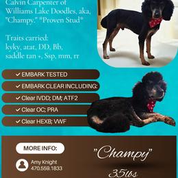 Champy - Poodle