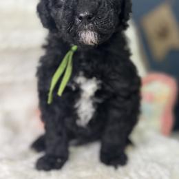 Avacado - Black male Goldendoodle puppy in Cleveland, Georgia from The O.G. Doodles