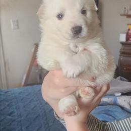 Rose - White female American Eskimo Dog puppy in Grants Pass, Oregon from SnH Eskies