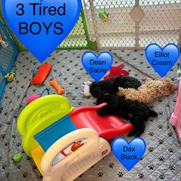 Dean - Sable male Poodle puppy in Bedford, Texas from S.H.A.R.P.’s Toy Poodles