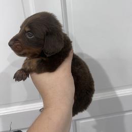 O'Duels - Chocolate and tan male Dachshund puppy in Fort Myers, Florida from Lady Margery’s Dachshunds