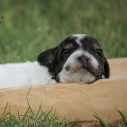 Lorelei - Tri-color female Bernedoodle puppy in Longview, Texas from Furry Tail Doodles