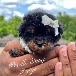 Boy 3 - male Poodle puppy in Ferriday, Louisiana from Denikka C