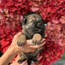 Pink Collar Female - Sable female German Shepherd puppy in Louisville, Kentucky from Barrage K9