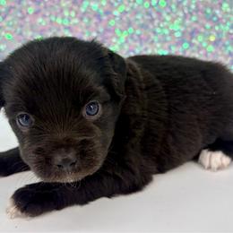 Wendy - Black female Toy Australian Shepherd puppy in Smithville, Arkansas from Cooper Creek Aussies