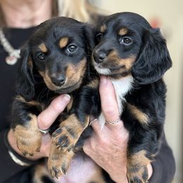 Squeegee - Black and tan female Dachshund puppy in Flint, Michigan from Matthews Dachshunds