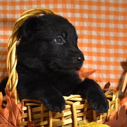 Yellow Collar Boy - Black male German Shepherd puppy in Oxford, Arkansas from Atlas Shepherds