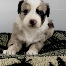 Miniature Australian Shepherd Puppies from Bear Pond Aussies