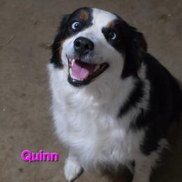 Quinn - Toy Australian Shepherd