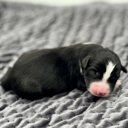 Emerie - Black & white female Miniature American Shepherd puppy in Damascus, Oregon from Rebel Soul Minis