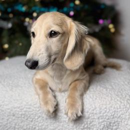 Heath - Dachshund