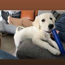 Golden Retriever Puppies from Mountain Laurel Goldens