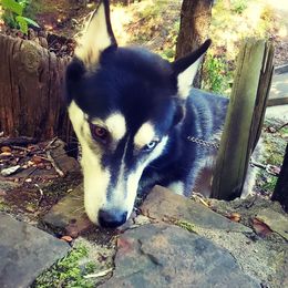 Tarot - Siberian Husky