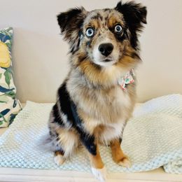 Oakleigh - Toy Australian Shepherd
