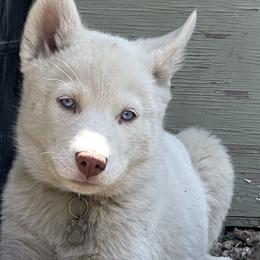 Pomskies and Siberian Huskies from Husky Haven WA