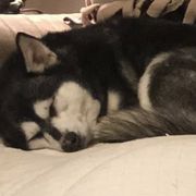 Alaskan Klee Kai and French Bulldogs from Wiebelhusky's Alaskan Klee Kai