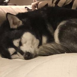 Alaskan Klee Kai and French Bulldogs from Wiebelhusky's Alaskan Klee Kai