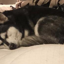 Alaskan Klee Kai and French Bulldogs from Wiebelhusky's Alaskan Klee Kai
