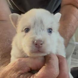 Gennie - Lavender female Pomsky puppy in Spring Hill, Florida from PDQ Pomskies