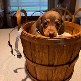 Sweet and Salty- gray collar - Chocolate and tan male Dachshund puppy in Olathe, Colorado from Rocking LJ Breeding