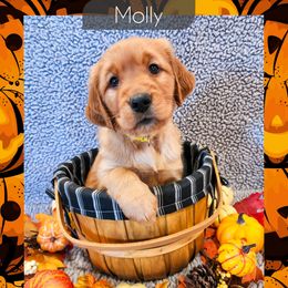 Molly - Dark golden female Golden Retriever puppy in Shelton, Washington from Kennedy Goldens