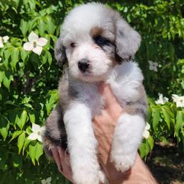 Camaro - Blue merle male Aussiedoodle puppy in Boonville, North Carolina from Branch Creek kennels