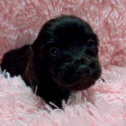 Agape - Black male Dachshund puppy in Huntington, Arkansas from Rockstar.Weiners