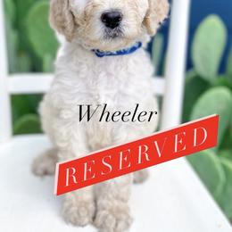 Bernedoodle, Goldendoodle, and Poodle Puppies from Penny and The Pups