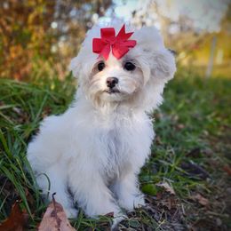 Companion Cross, Havanese, Mal-Shi, Maltese, Maltipoo, Morkie, and Shih Tzu Puppies from Seeking Shalom Acres Maltese, Maltipoos & Havamalts